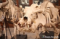 VBS_0962 - Riapre il Museo di Scienze Naturali dopo dieci anni di chiusura